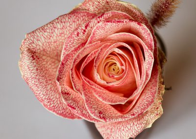 Rose avec des nervures colorées