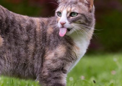chat tirant la langue la fée bleue photographie