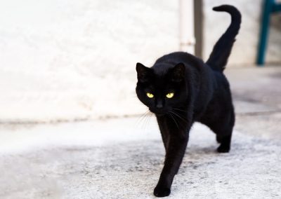 chat noir la fée bleue photographie