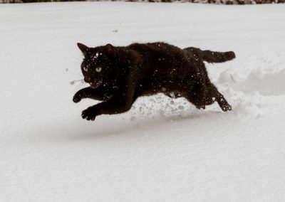 chat noir dans la neige la fée bleue photographie