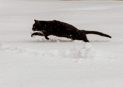 chat noir sautnat dans la neige