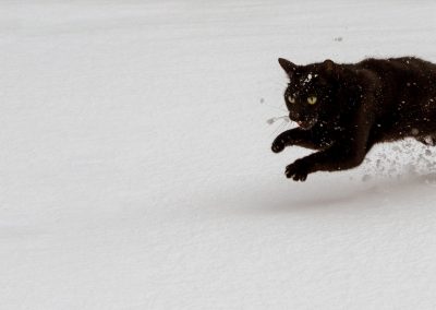 chat noir sautant dans la neige