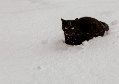 chat noir dans la neige la fée bleue photographie