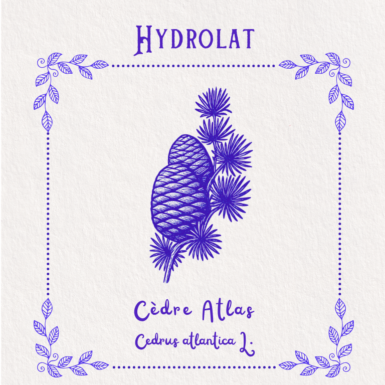 Hydrolat de Cèdre de l’Atlas