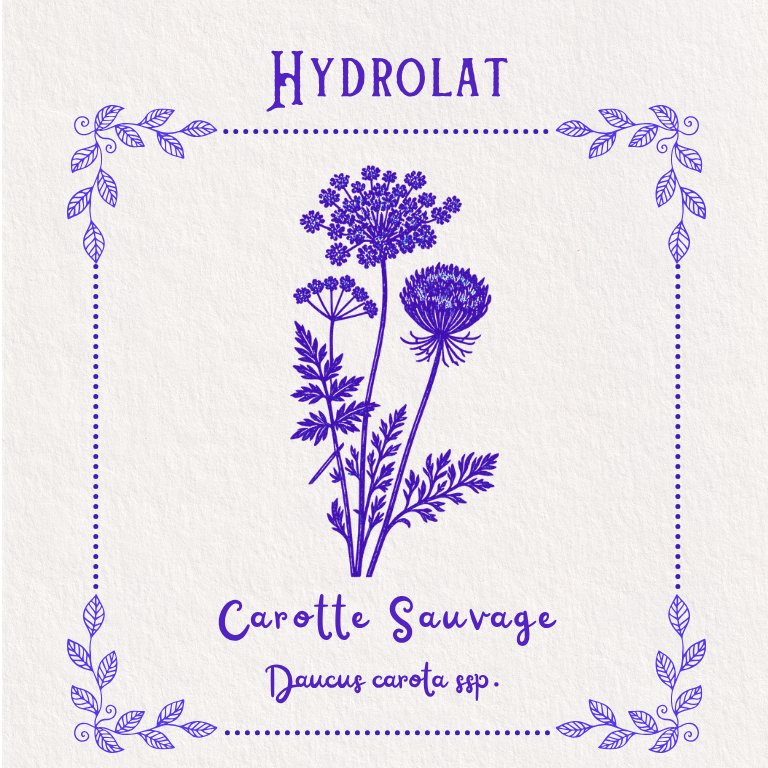 Hydrolat de Carotte Sauvage